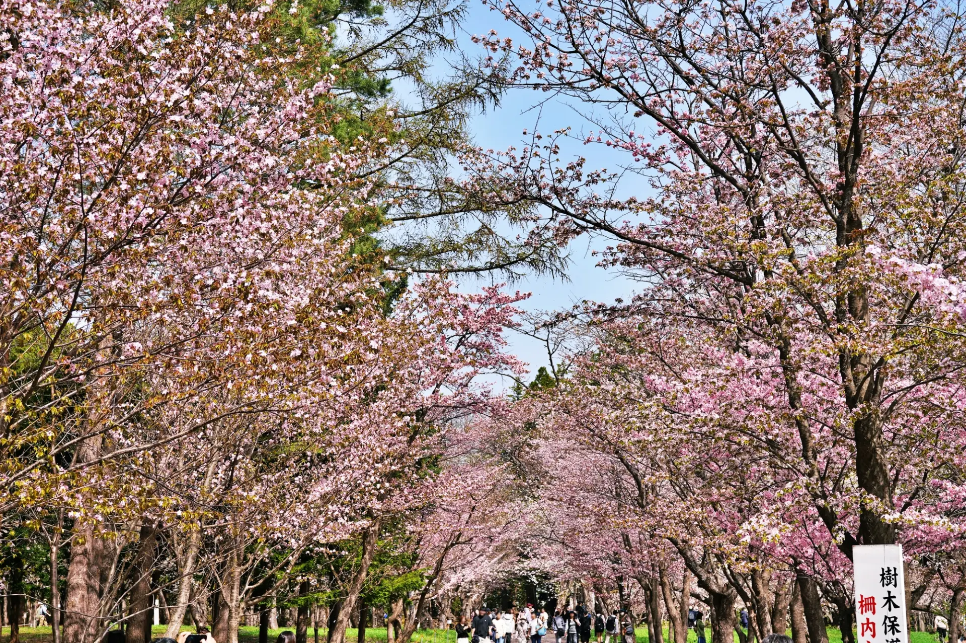 春の彩りが広がる円山公園の桜風景