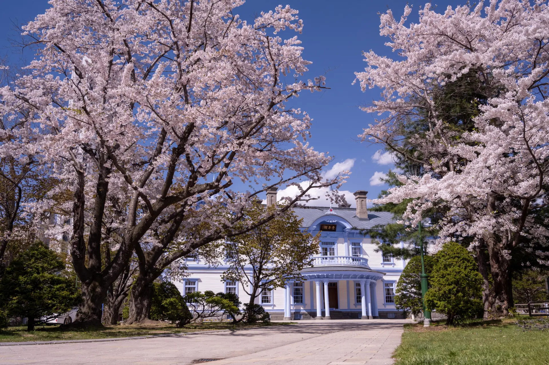 桜が咲き誇り、穏やかな雰囲気が広がる中島公園