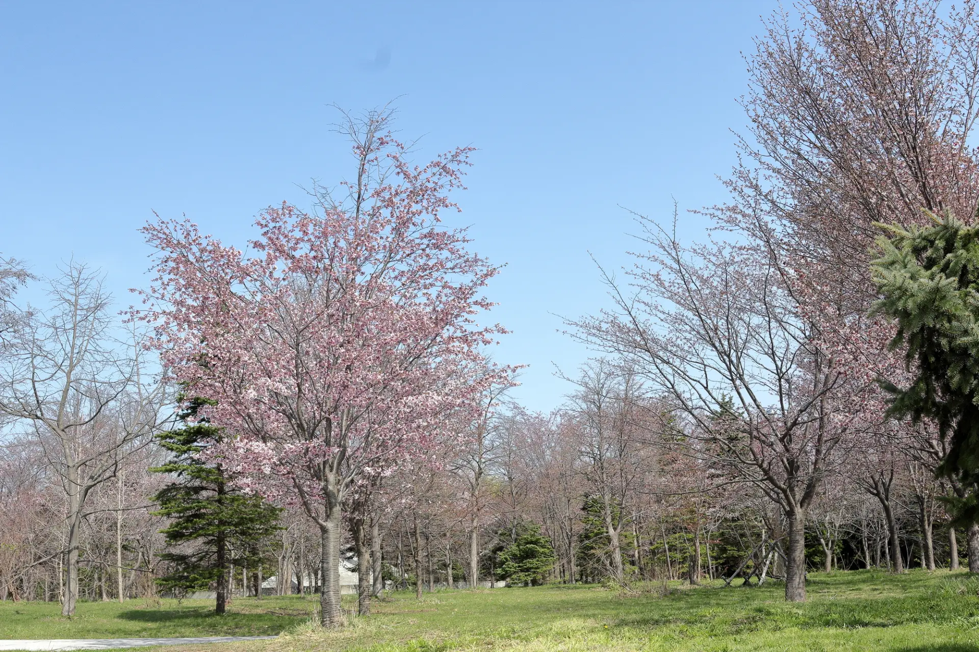 桜が色づき始めるモエレ沼公園の春の風景