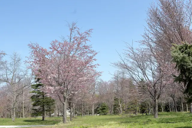 桜が色づき始めるモエレ沼公園の春の風景