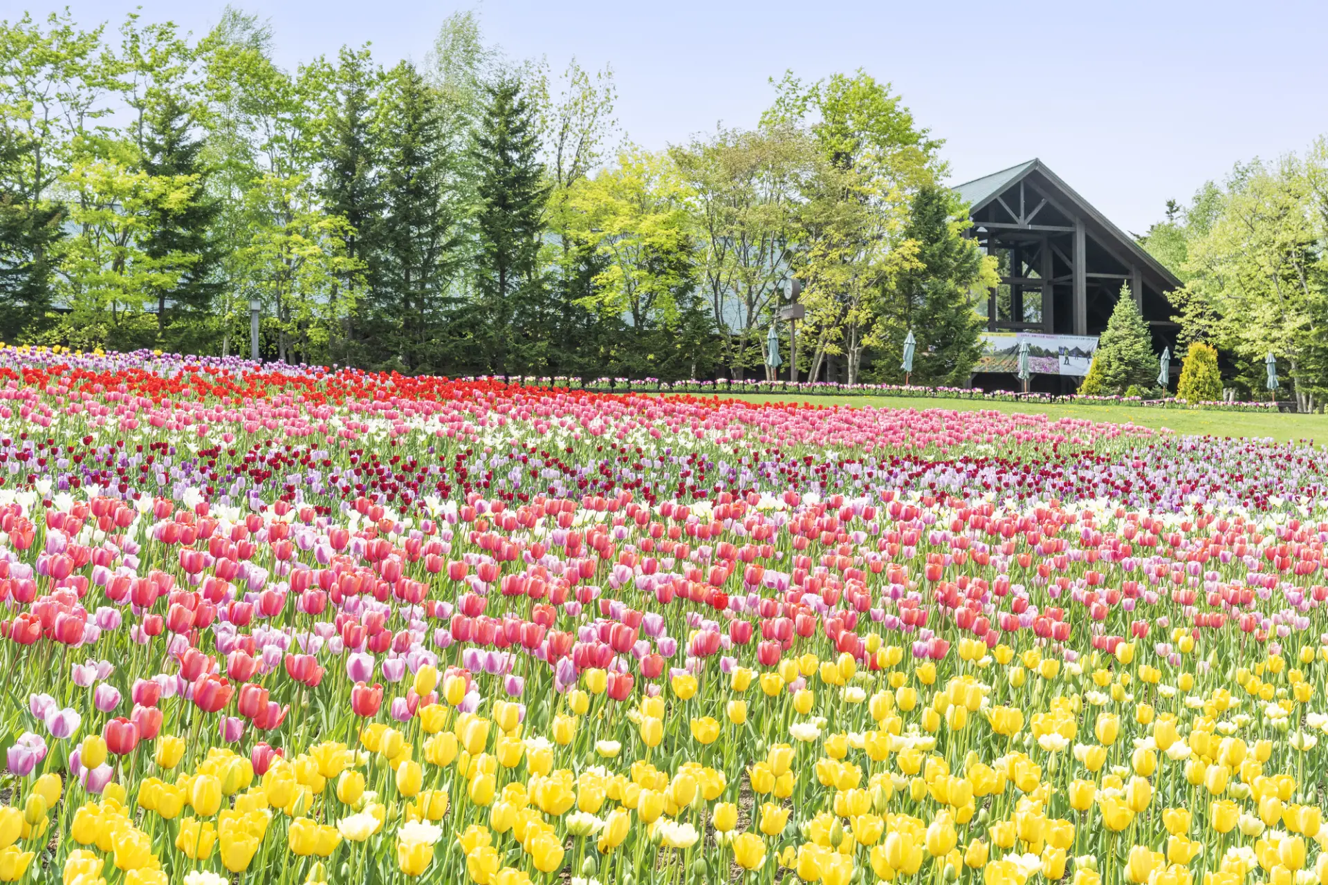 5月下旬に見頃を迎えるチューリップが丘一面に咲き誇る