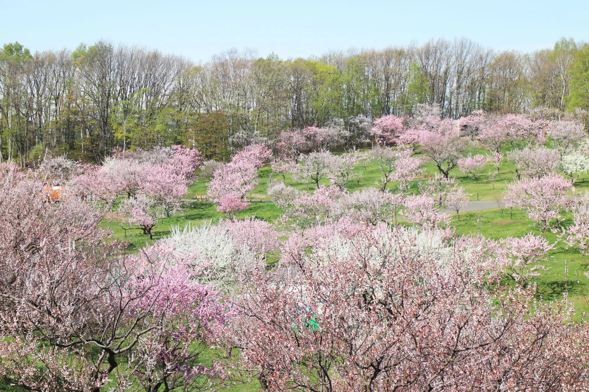 紅白の梅が広がる平岡公園梅林の春景色