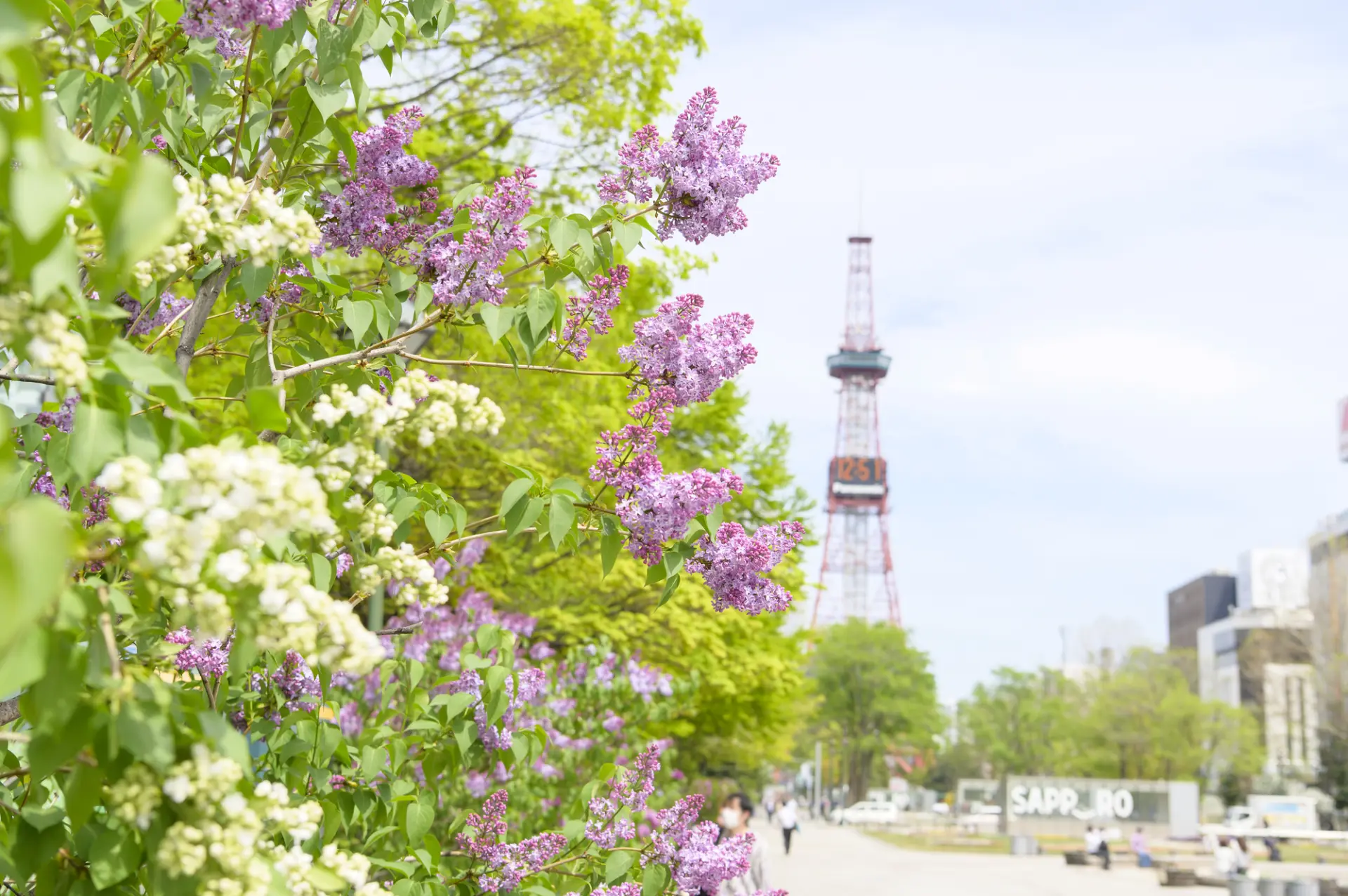 約400本のライラックが大通公園を彩る