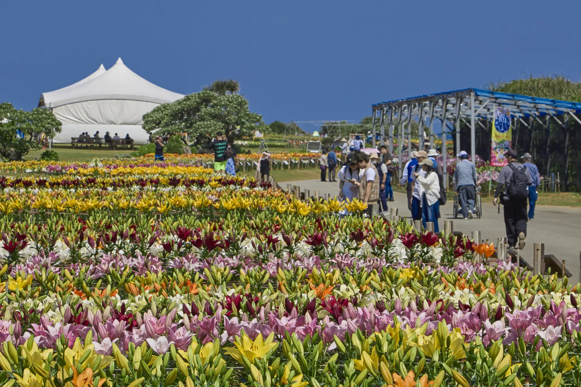一面に広がるユリの花が美しい、春の一大イベント