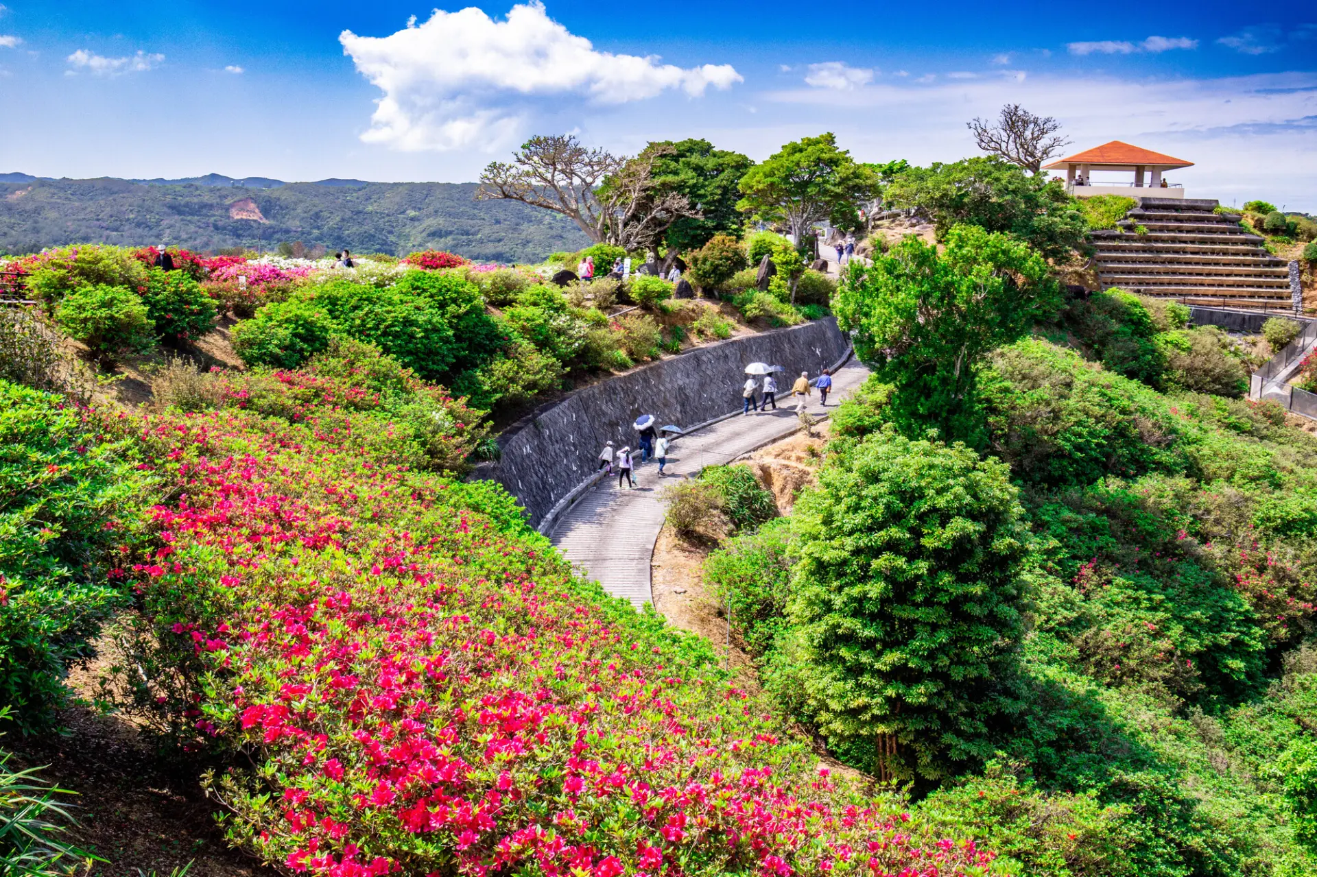 7種類・約5万本のつつじが園内を彩る