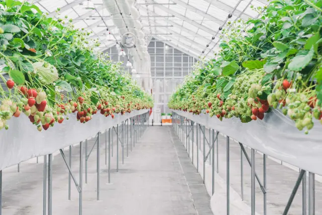A 6,000-square-meter strawberry greenhouse