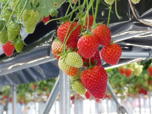 You can enjoy strawberry picking from mid-December to early June.