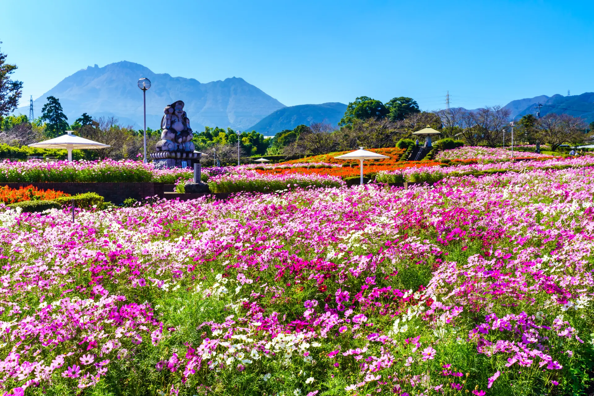 遍地开满波斯菊的「有明之森花卉公园」