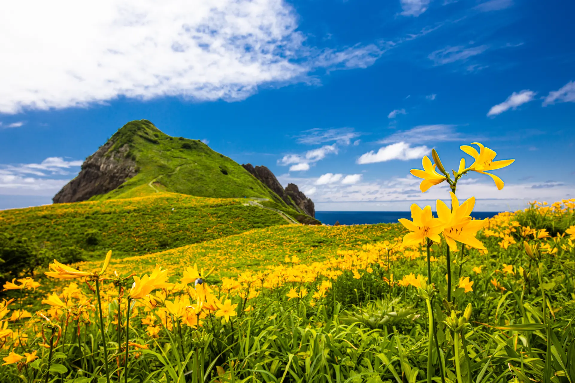 トビシマカンゾウが咲き誇る「大野亀」