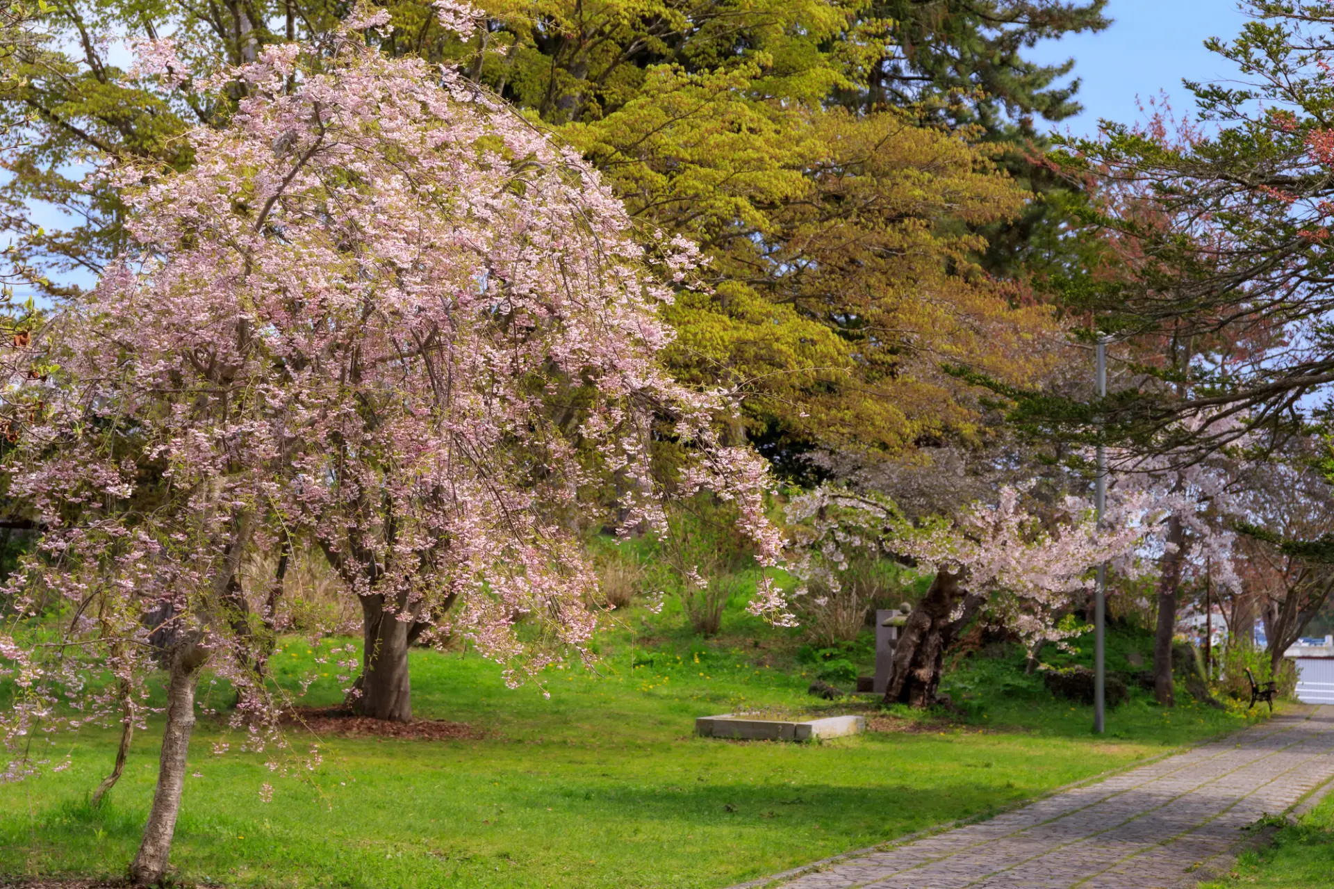 さまざまな品種の桜が、訪れる人の目を楽しませてくれる