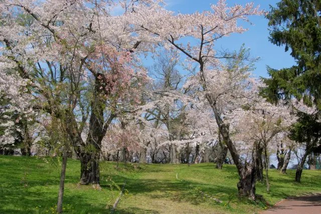 ソメイヨシノを中心に多彩な桜が園内に咲きそろう