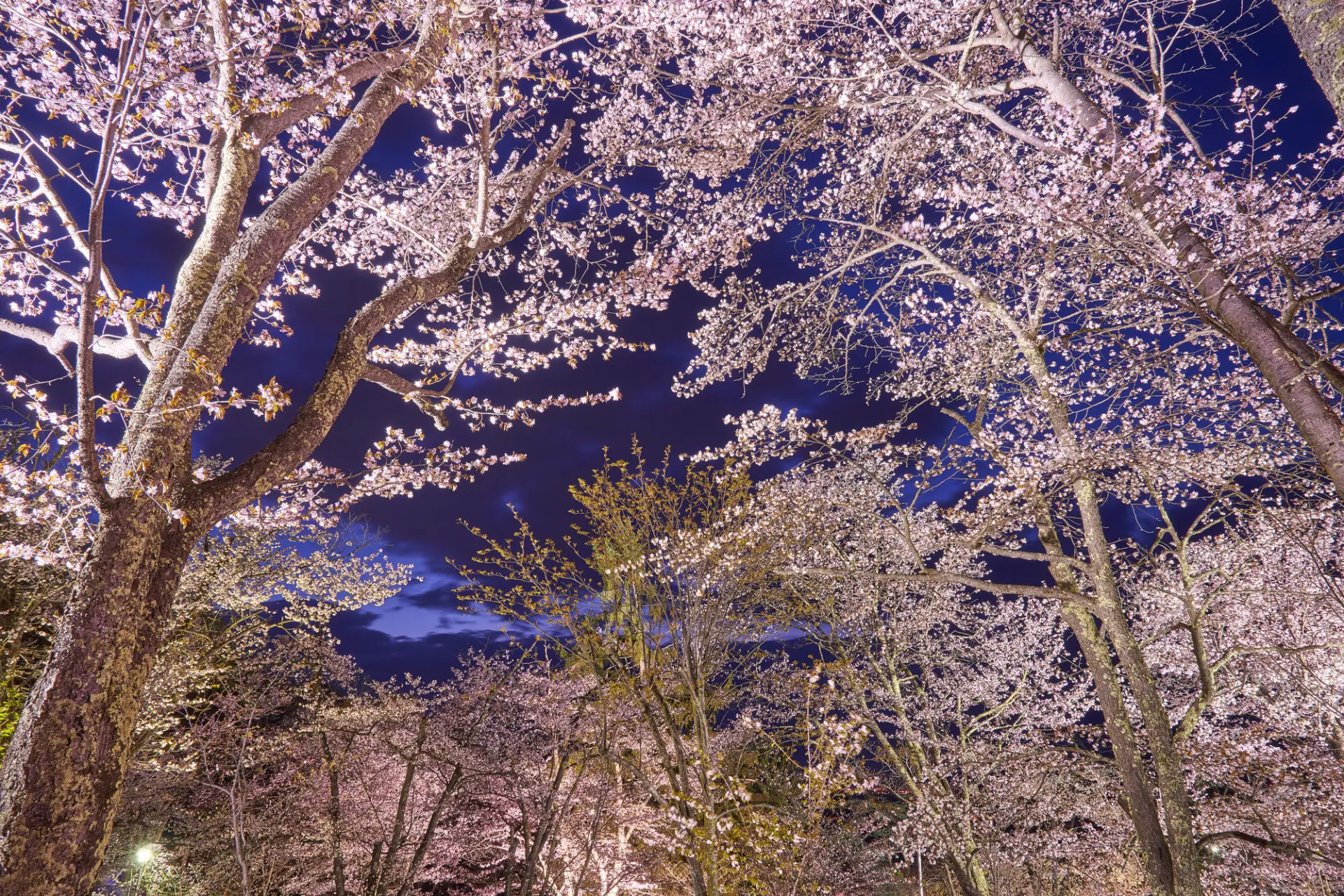 ライトアップされた桜が美しい夜の園内