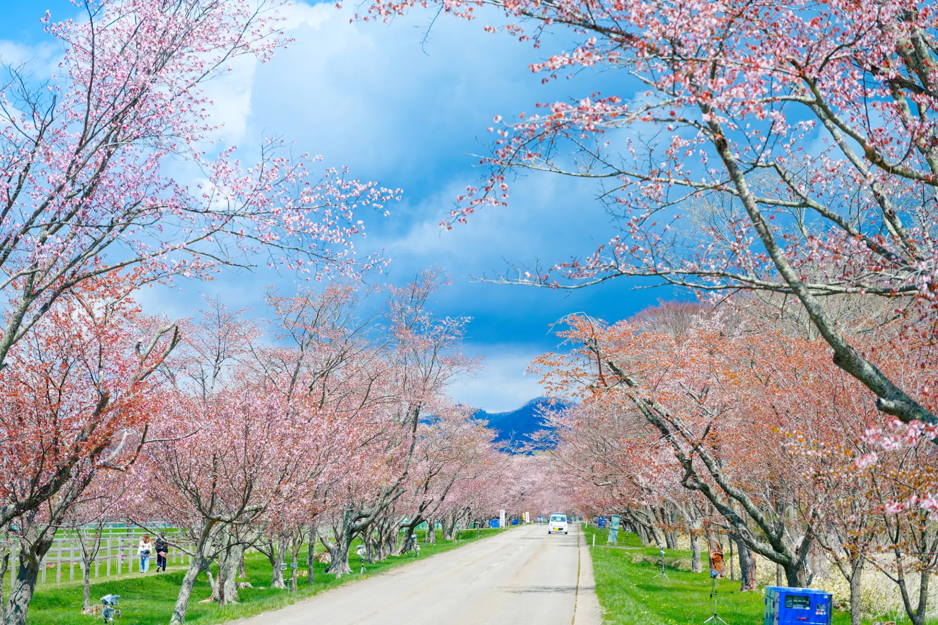 春の北海道観光ガイド】桜咲く春を迎える、雪解けの北海道温泉旅 