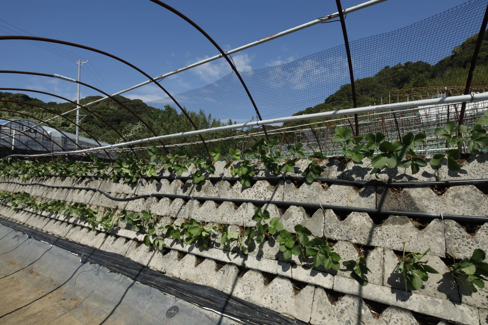 灌溉石垣的，是來自久能山山麓溪流的清水