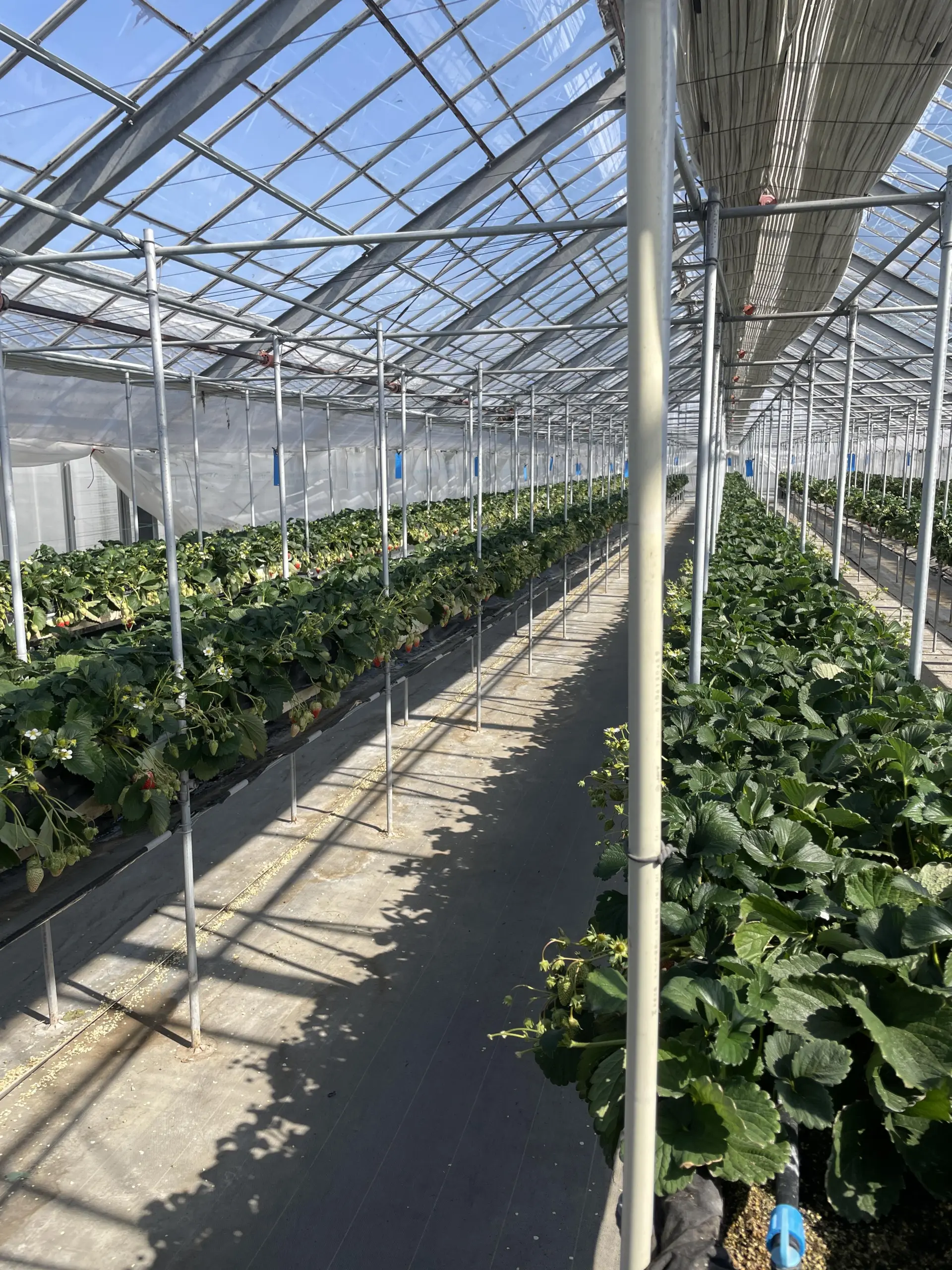 在寬敞的溫室中，悠閒享受採摘草莓的樂趣