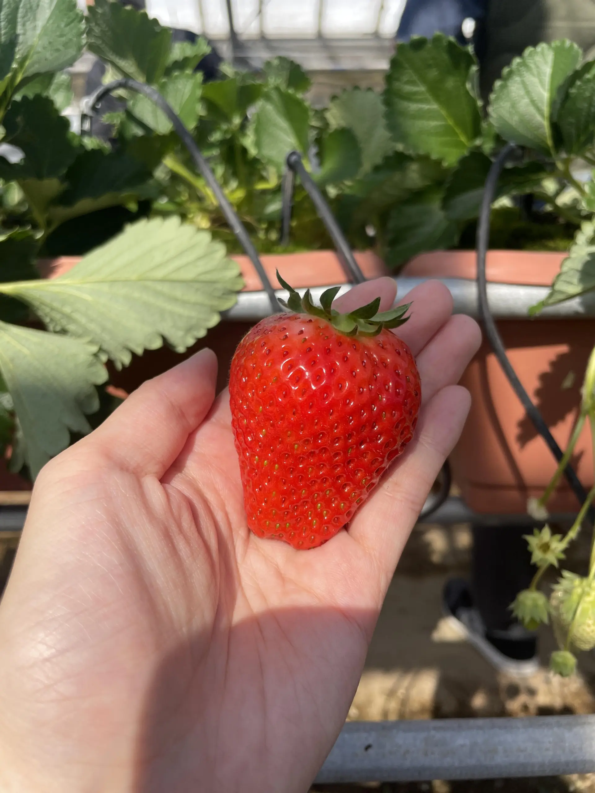 盡情享用最佳狀態的完熟草莓