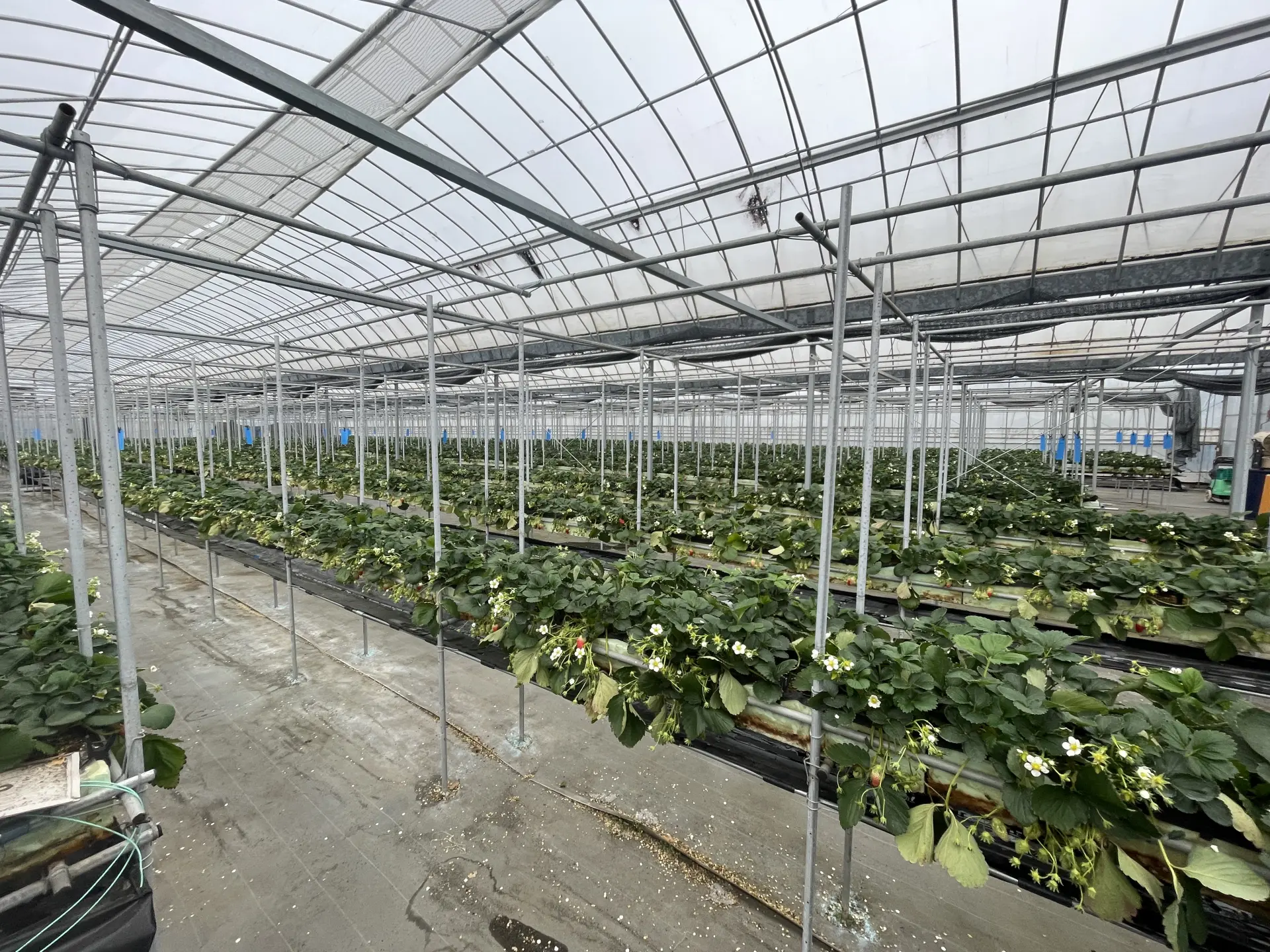 可另付費購買作為伴手禮帶回