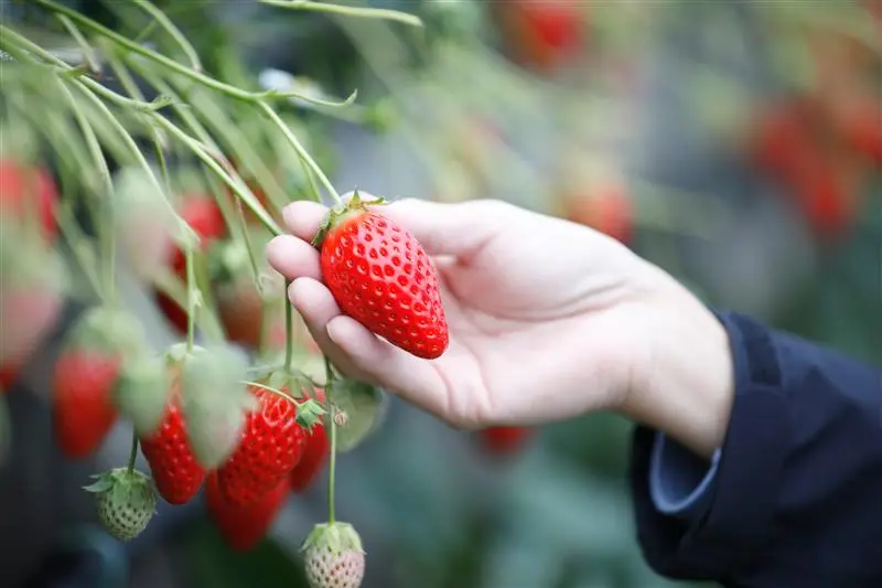 静岡の暖かな風土が育む苺
