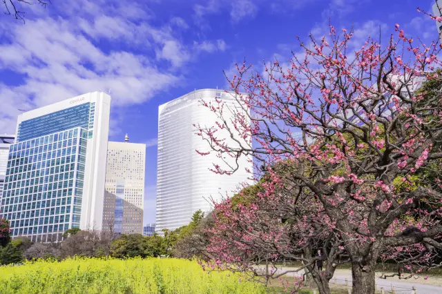 【超嚴選】一篇搞定！東京春季必訪景點18選