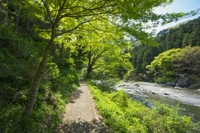被新綠包圍的御岳溪谷沿線步道