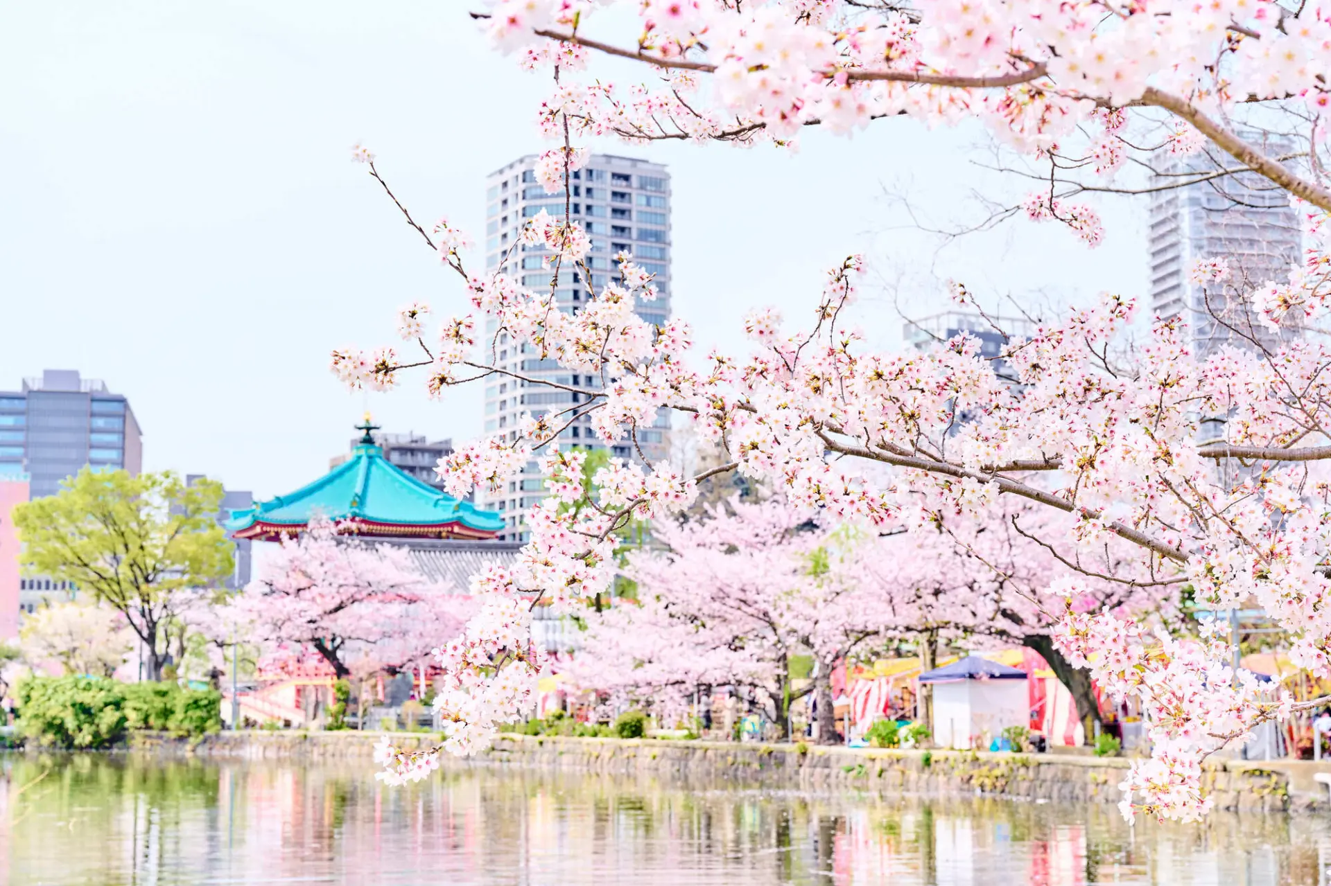 公園中通りを中心に約800本の桜が園内を彩る