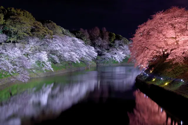 點燈後的夜櫻賞花也別有浪漫氛圍
