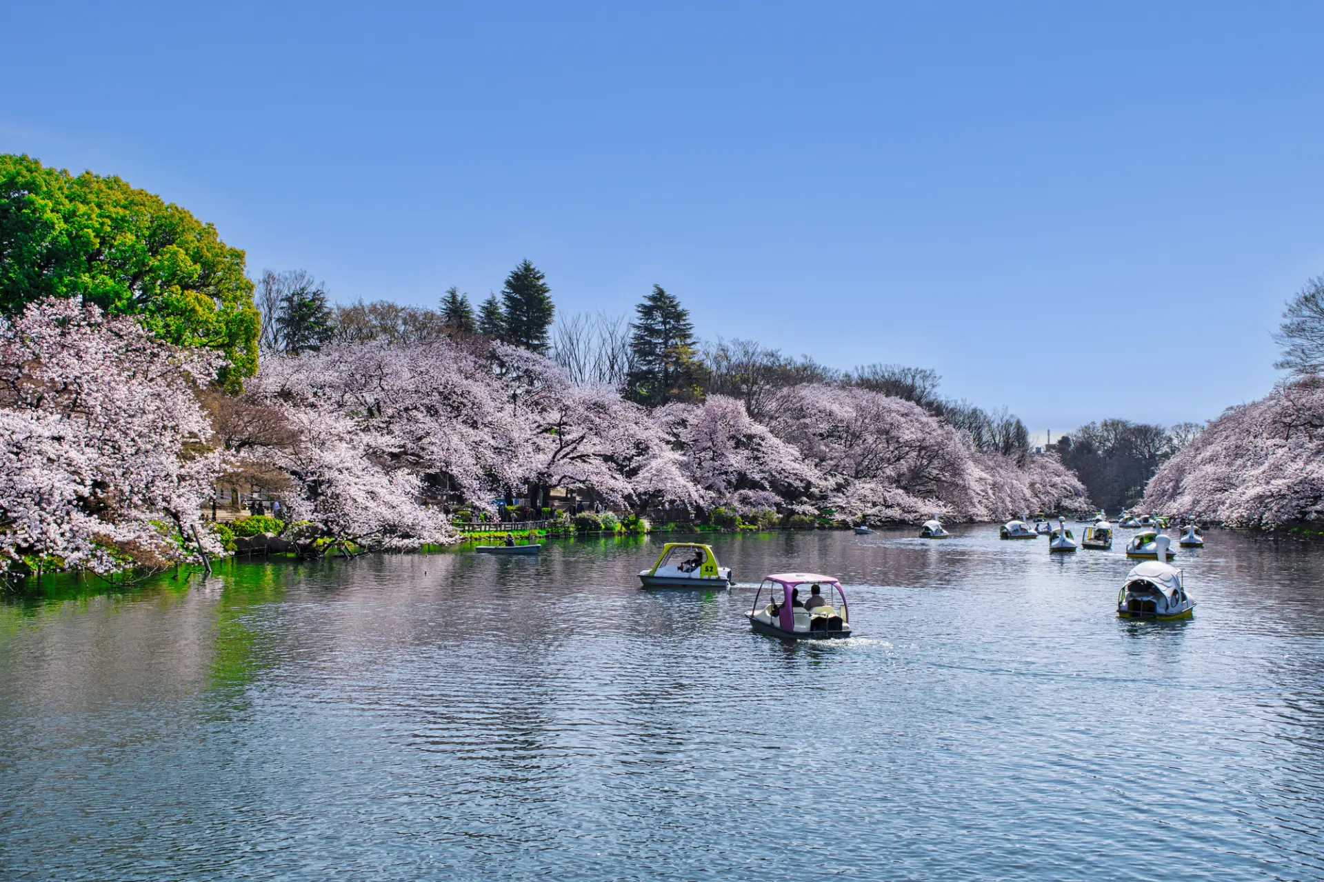 東西に伸びる井の頭池の上に桜が枝を伸ばす春ならではの風景