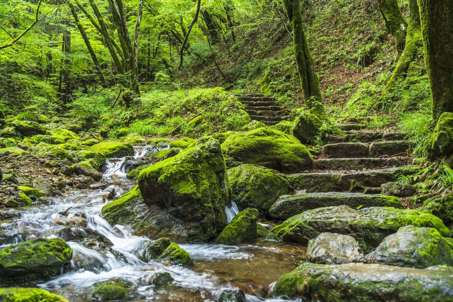 清流と新緑の渓谷美を堪能しながら散策が楽しめる