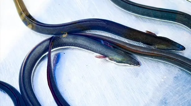 厳選された国産鰻を使用したうな重も堪能できる