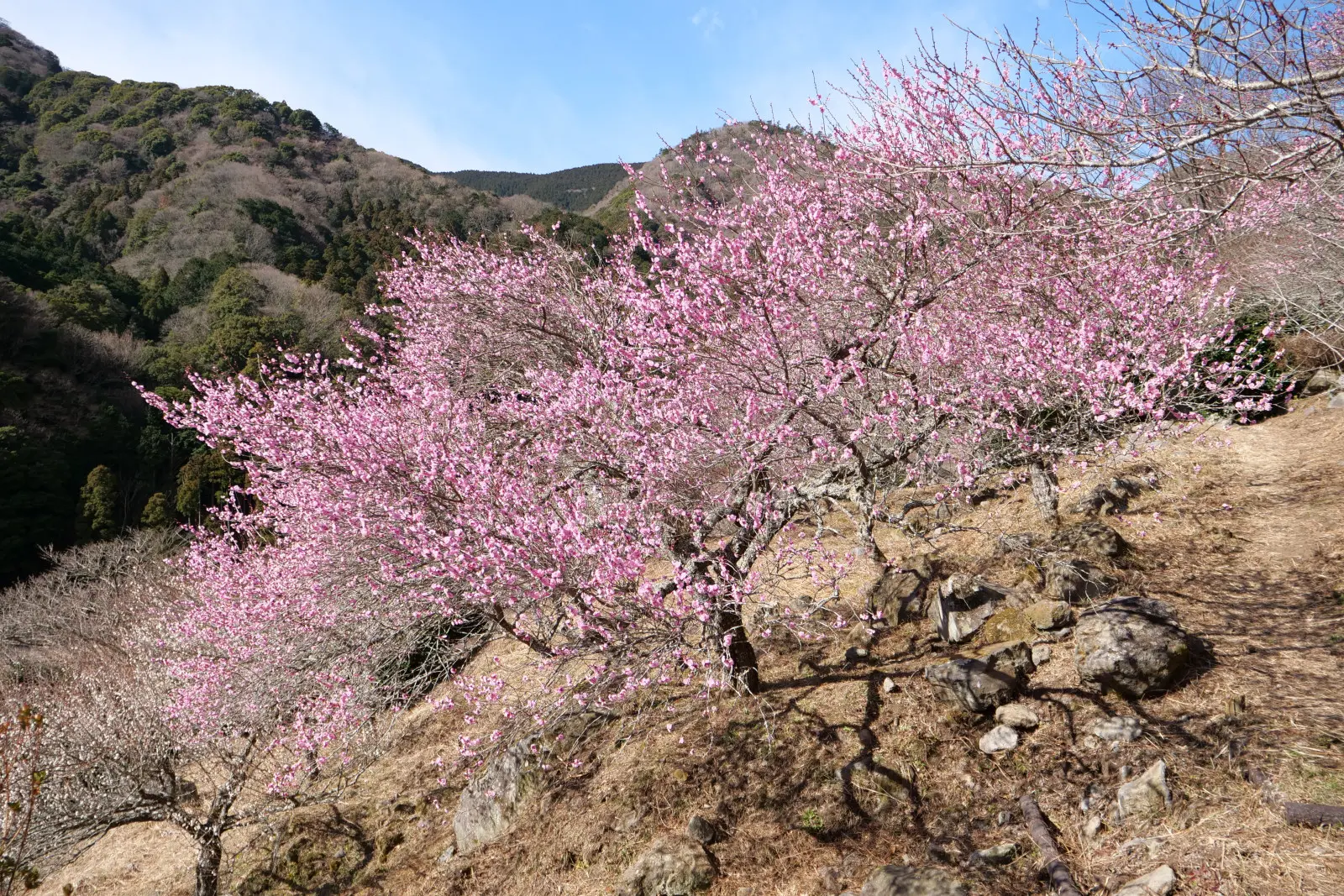 幕山公園では、2月から3月頭にかけて梅の花が咲き誇る