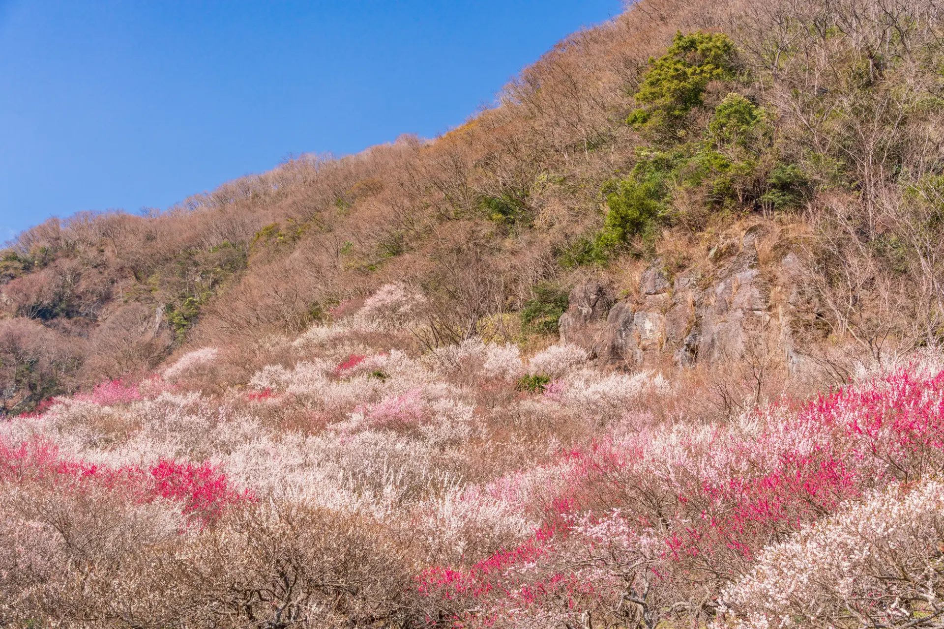 梅の花で、山肌がピンク色の絨毯に覆われているように見える幕山