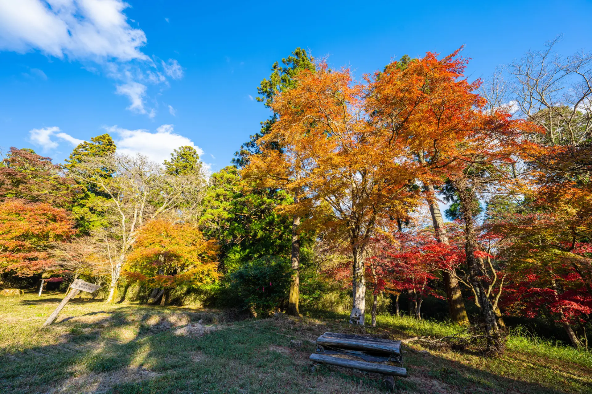 池峰もみじの郷には、約540本のイロハモミジがある