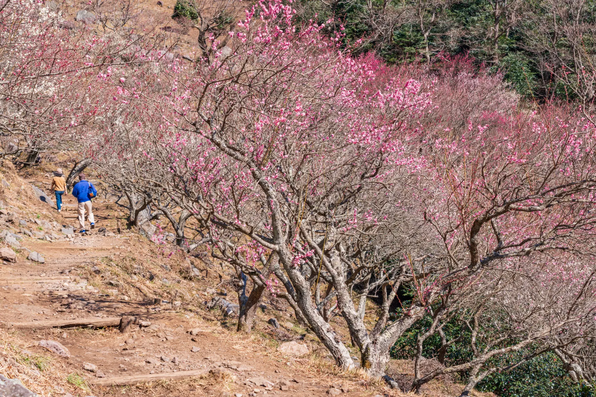 梅の花は品種ごとに少しずつ開花していくので、時期を変えて訪問すると違った景色を楽しめる