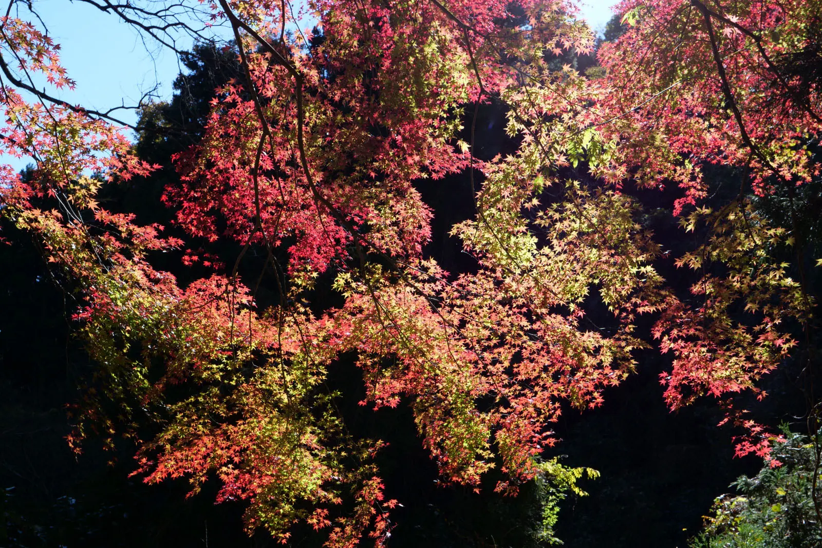 奥湯河原からもみじの郷に上る場合、トータルの所要時間は2時間ほど