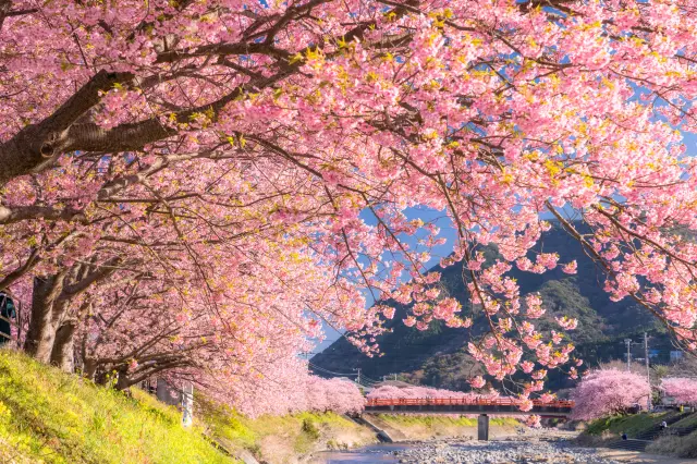 見頃を逃さず河津桜を満喫、伊豆で楽しむモデルコース