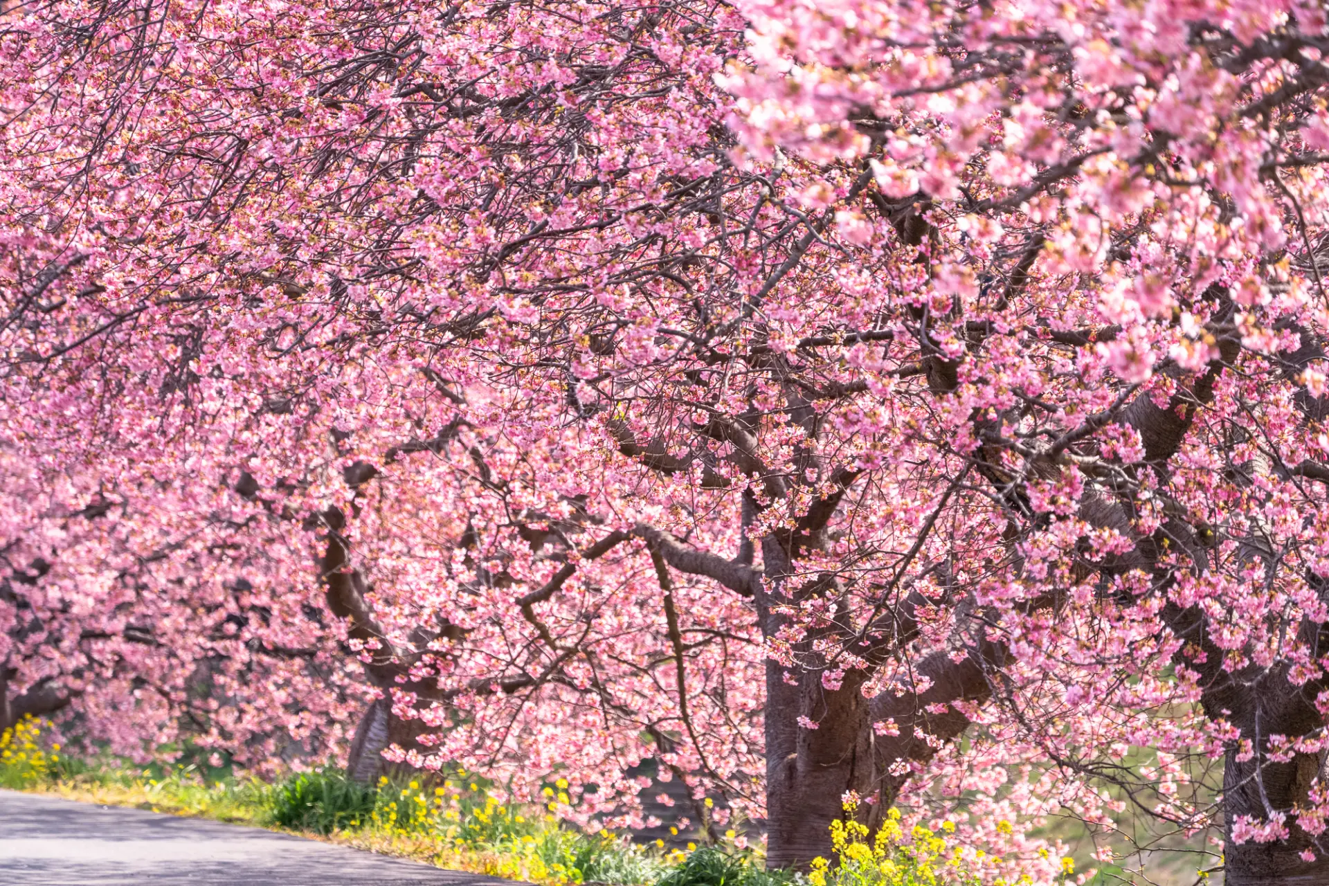 河津桜は色が濃く、花が大きめなので、写真に撮っても見栄えのする桜だ