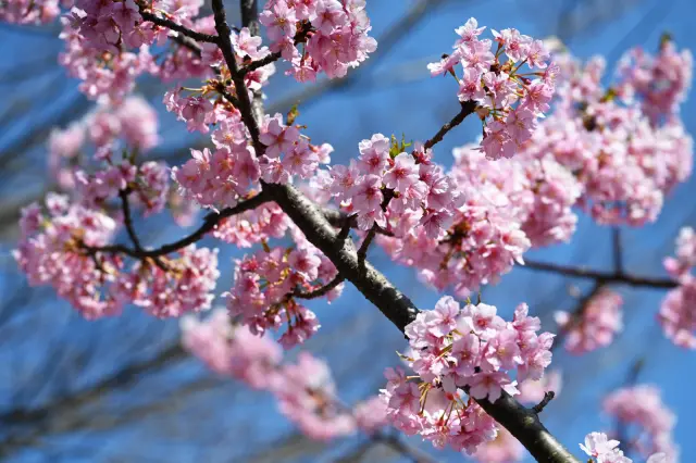 近くで見ても色鮮やかで、青空に映える色合いだ