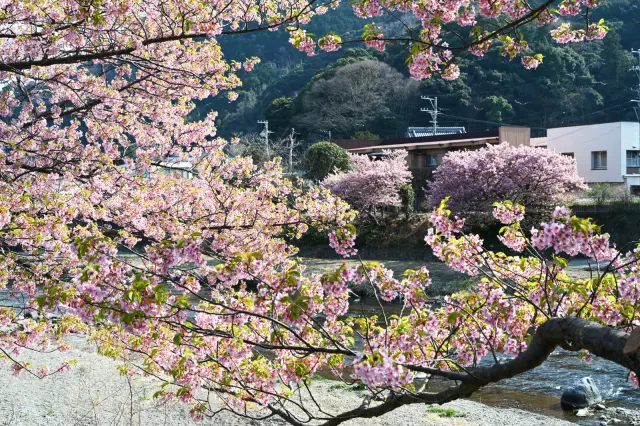 満開の時期を過ぎると、若葉が伸びてきて、全体の色味が濁ってしまう