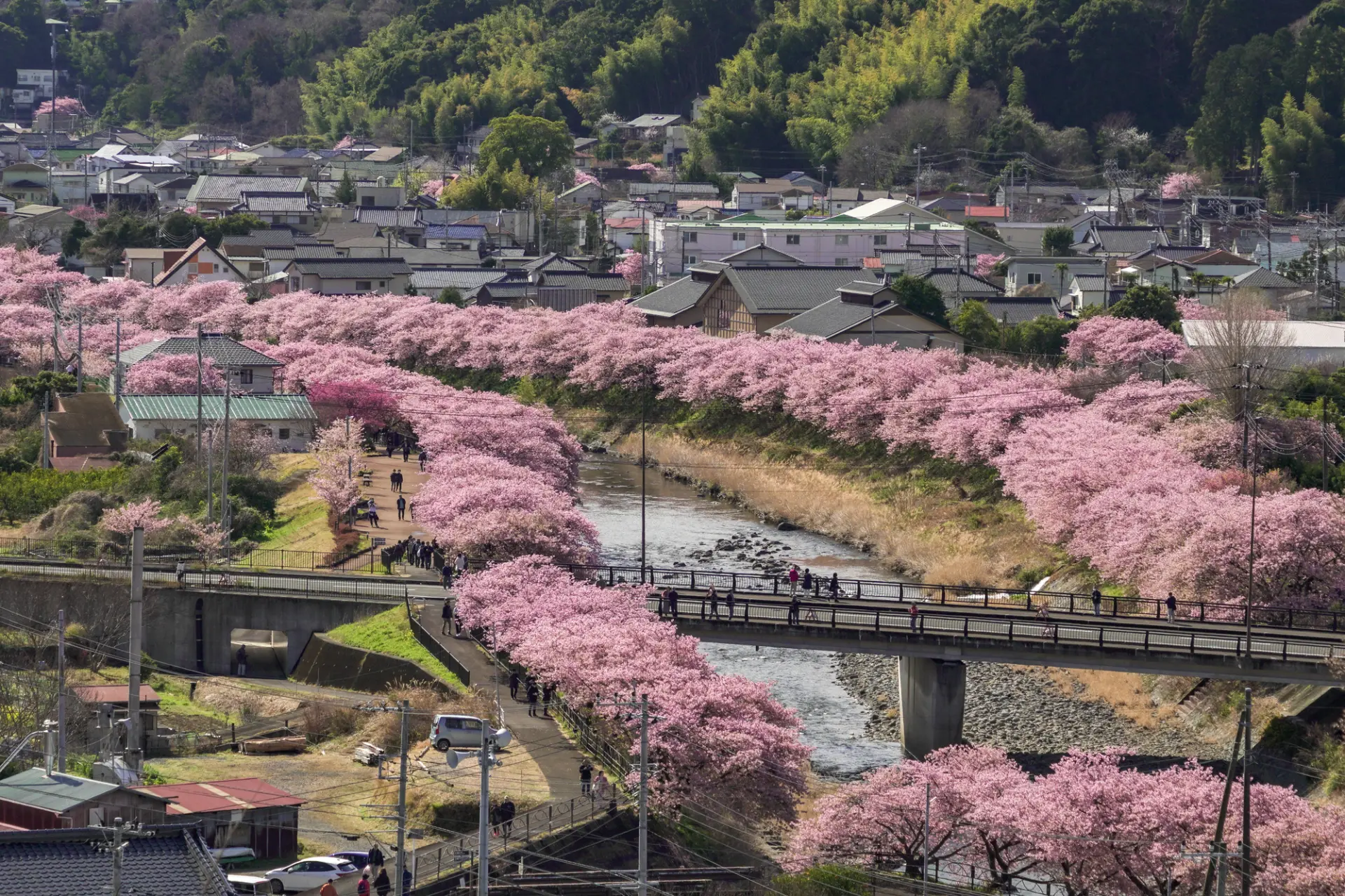 満開の時期は、河津川の両岸がピンク色に覆われる