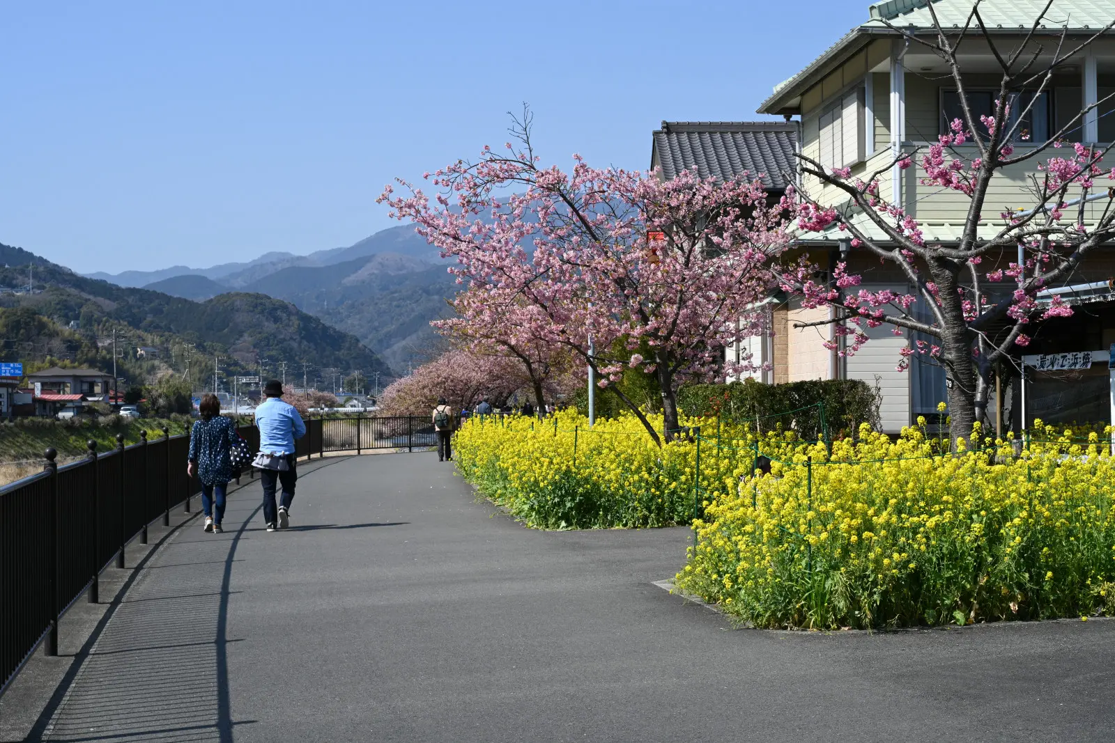 駅から近い川沿いのエリアでは菜の花の花壇も作られている