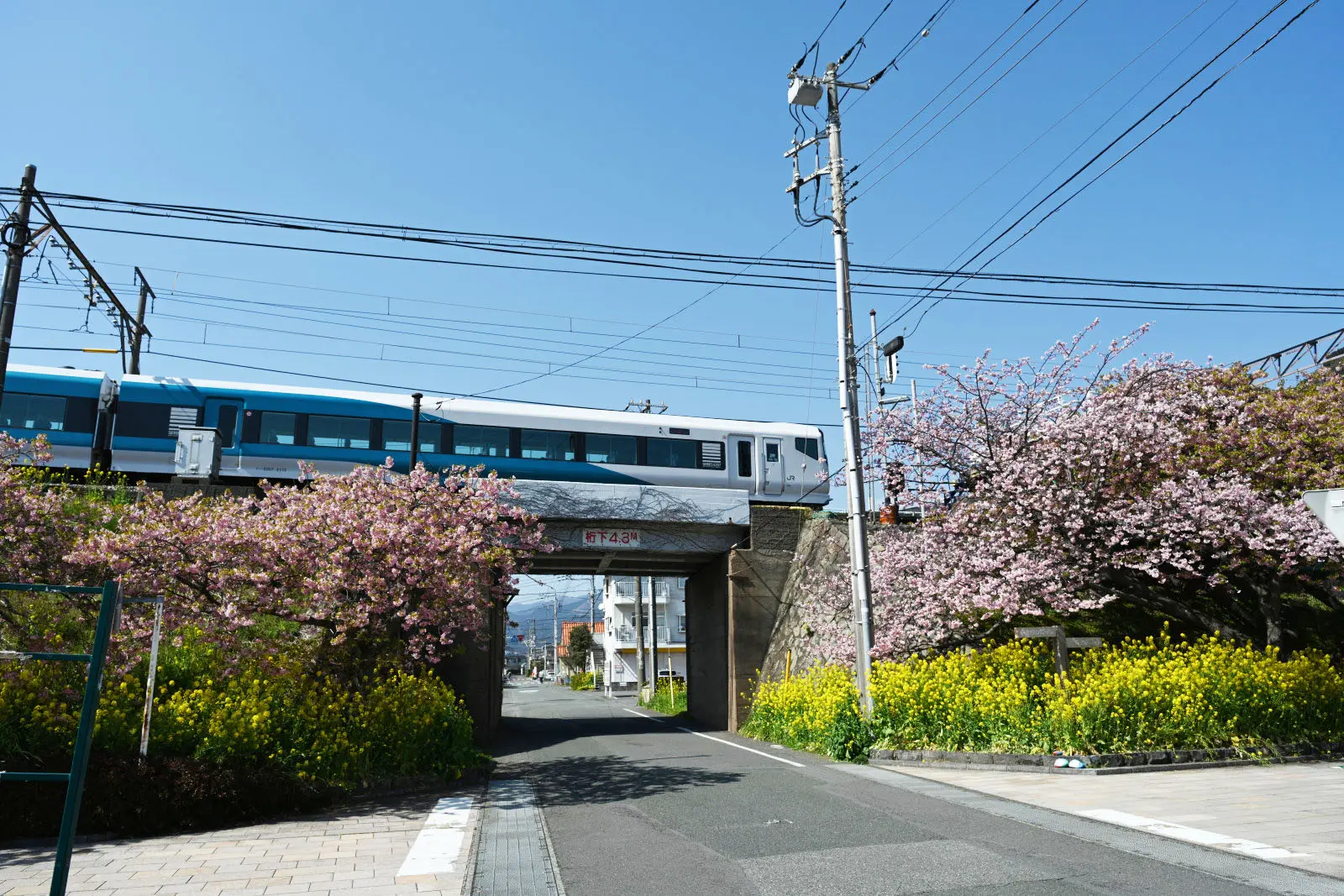 線路沿いの歩道脇にも菜の花が植えられており、列車と河津桜、菜の花の写真を撮ることができる