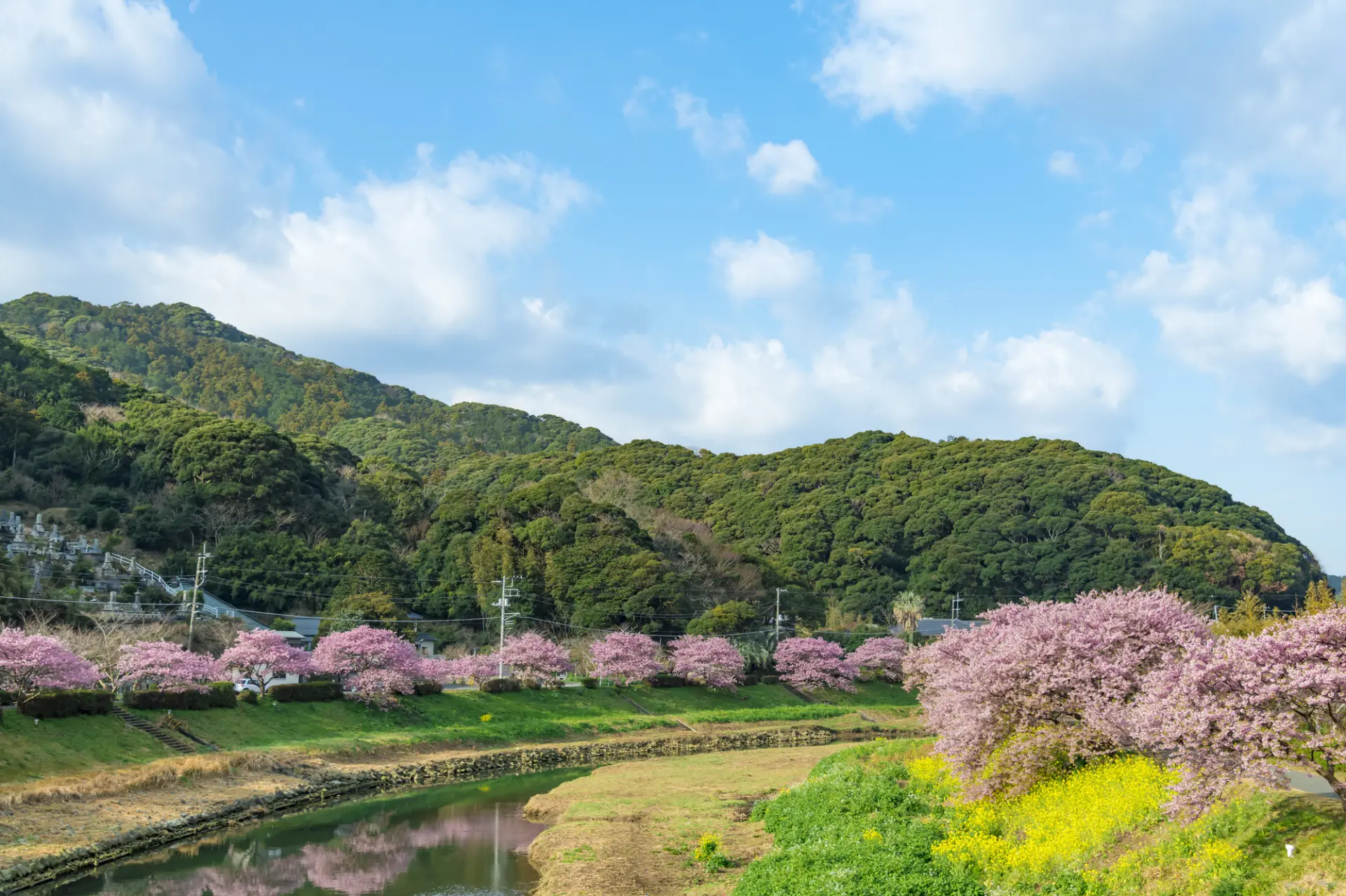 南伊豆の河津桜は河川敷にも下りて楽しみたい