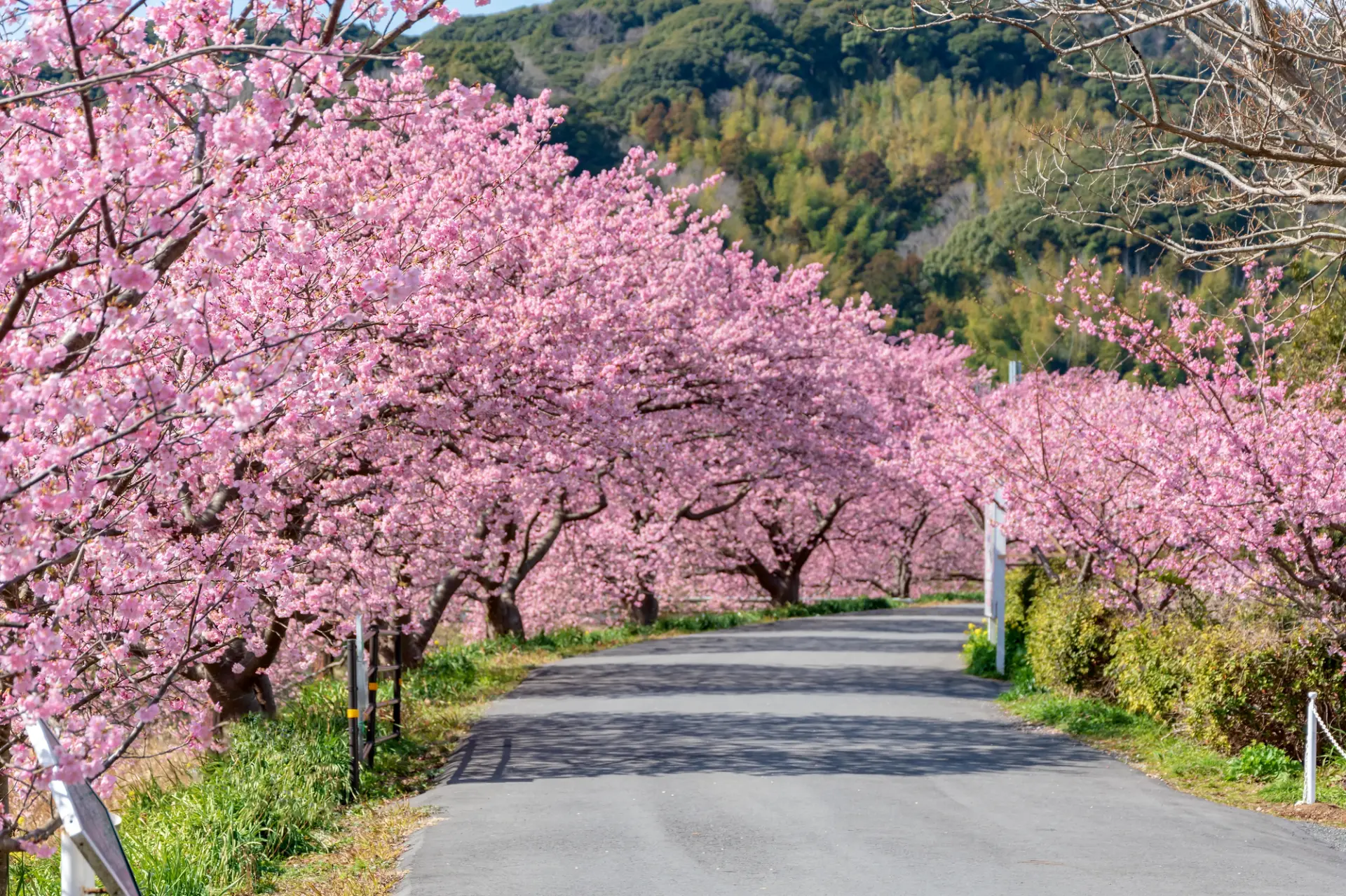 河津町に比べて観光客が少なく、普段は車も通る土手の上の道は幅が広い