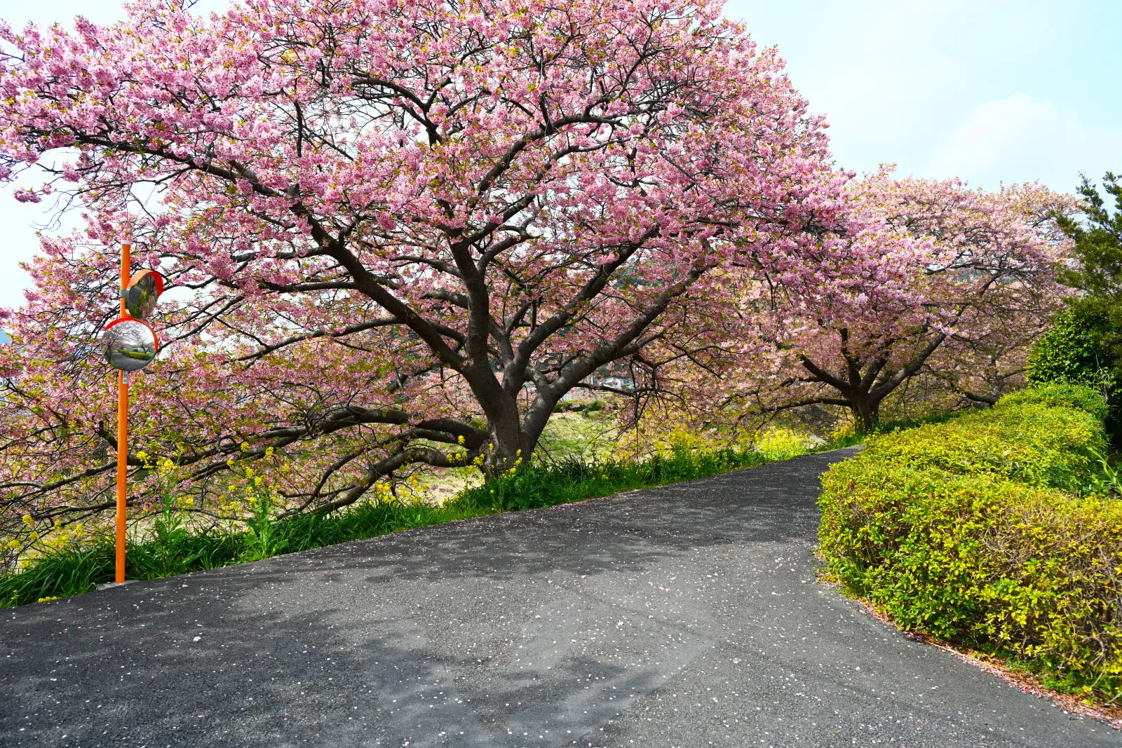 時間帯によっては、この絶景をひとり占めできるタイミングもある