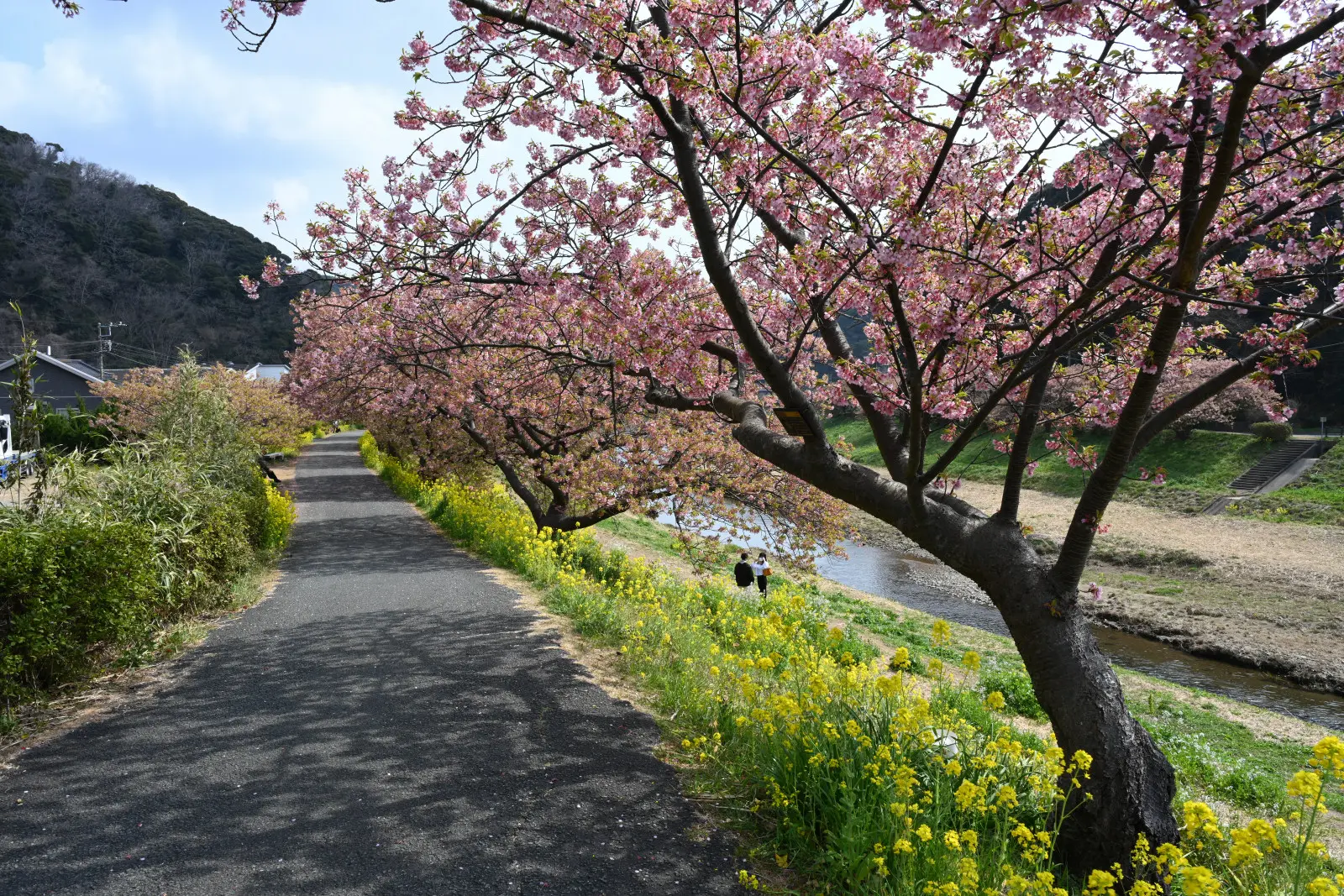 歩道の脇の桜と、土手に咲く菜の花のコントラストが美しい