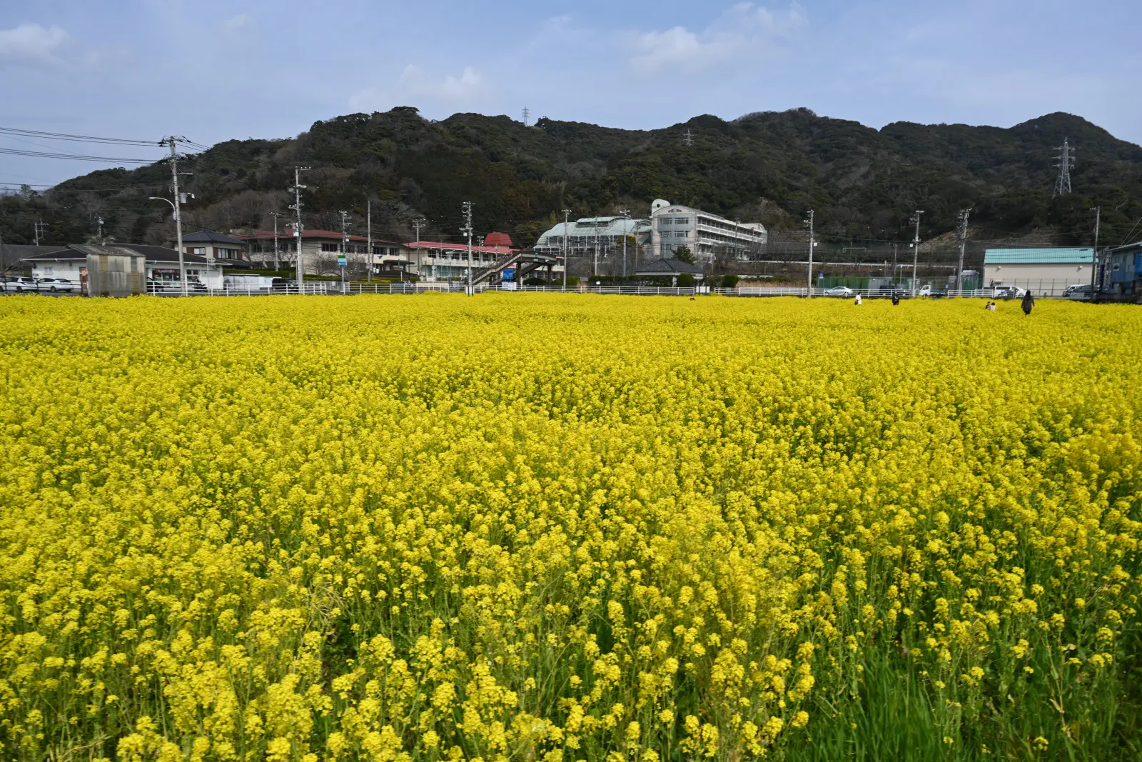 見渡す限り黄色の花の絨毯に覆われ、花の香りも一面に漂う