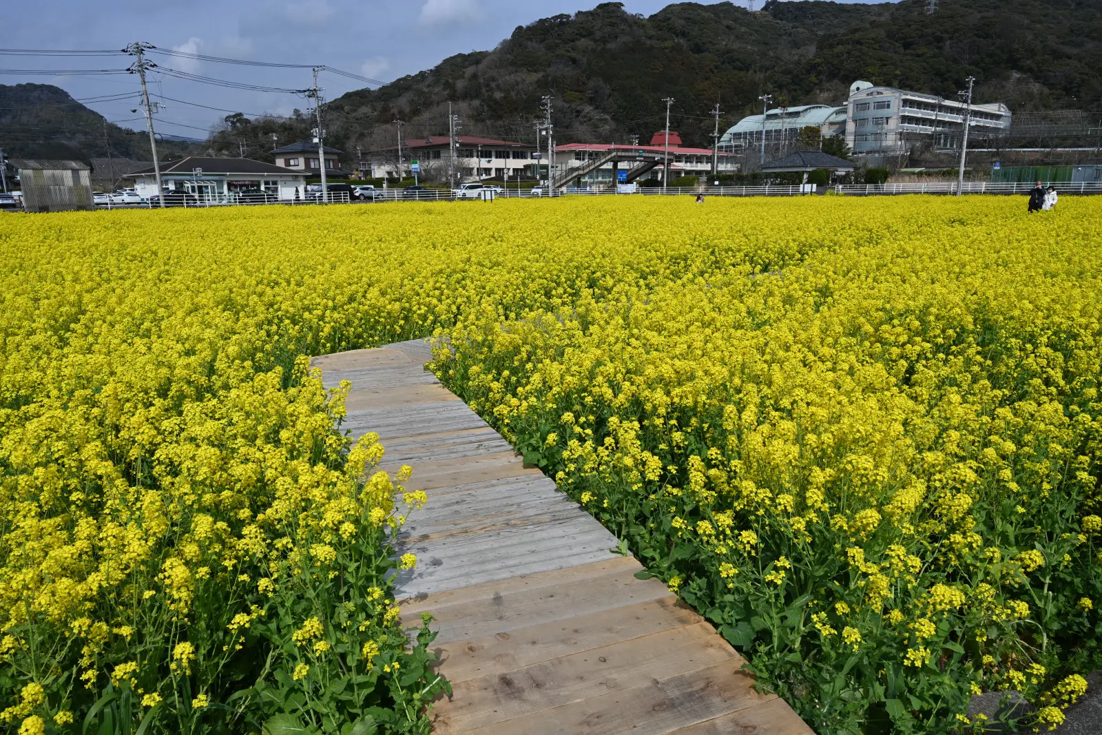 畑の中にはボードウォークを渡って入ることができ、ベンチとテーブルが置かれた場所もある