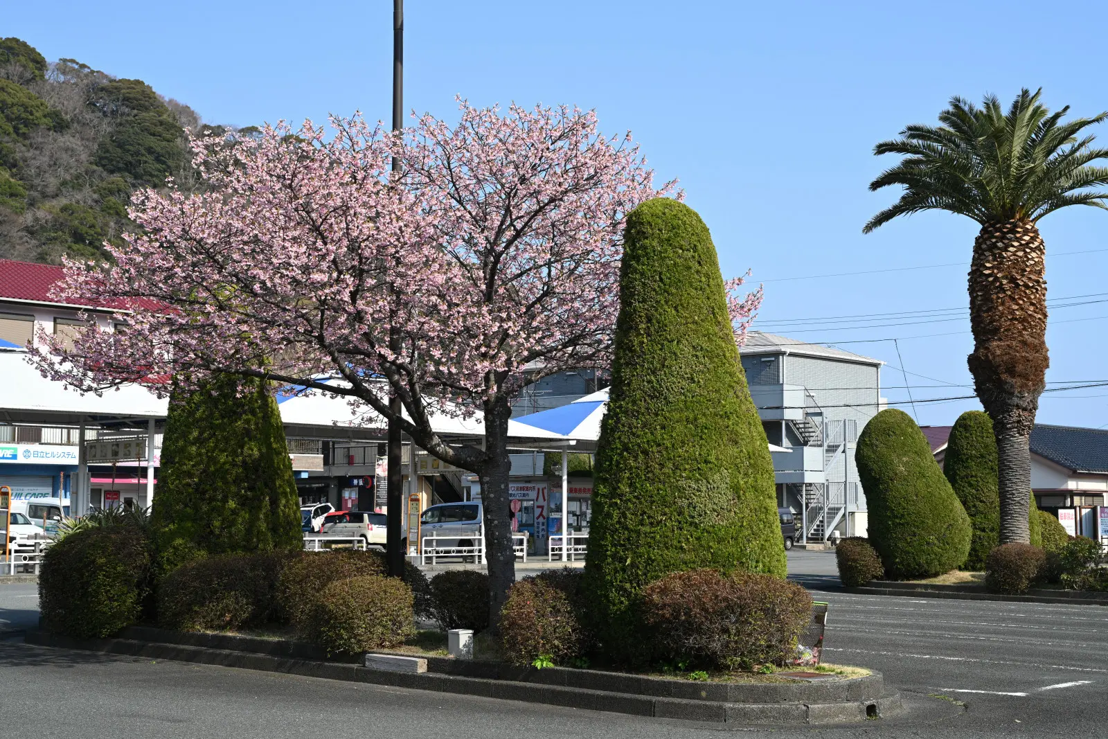 河津駅前にも河津桜の木が植えられている