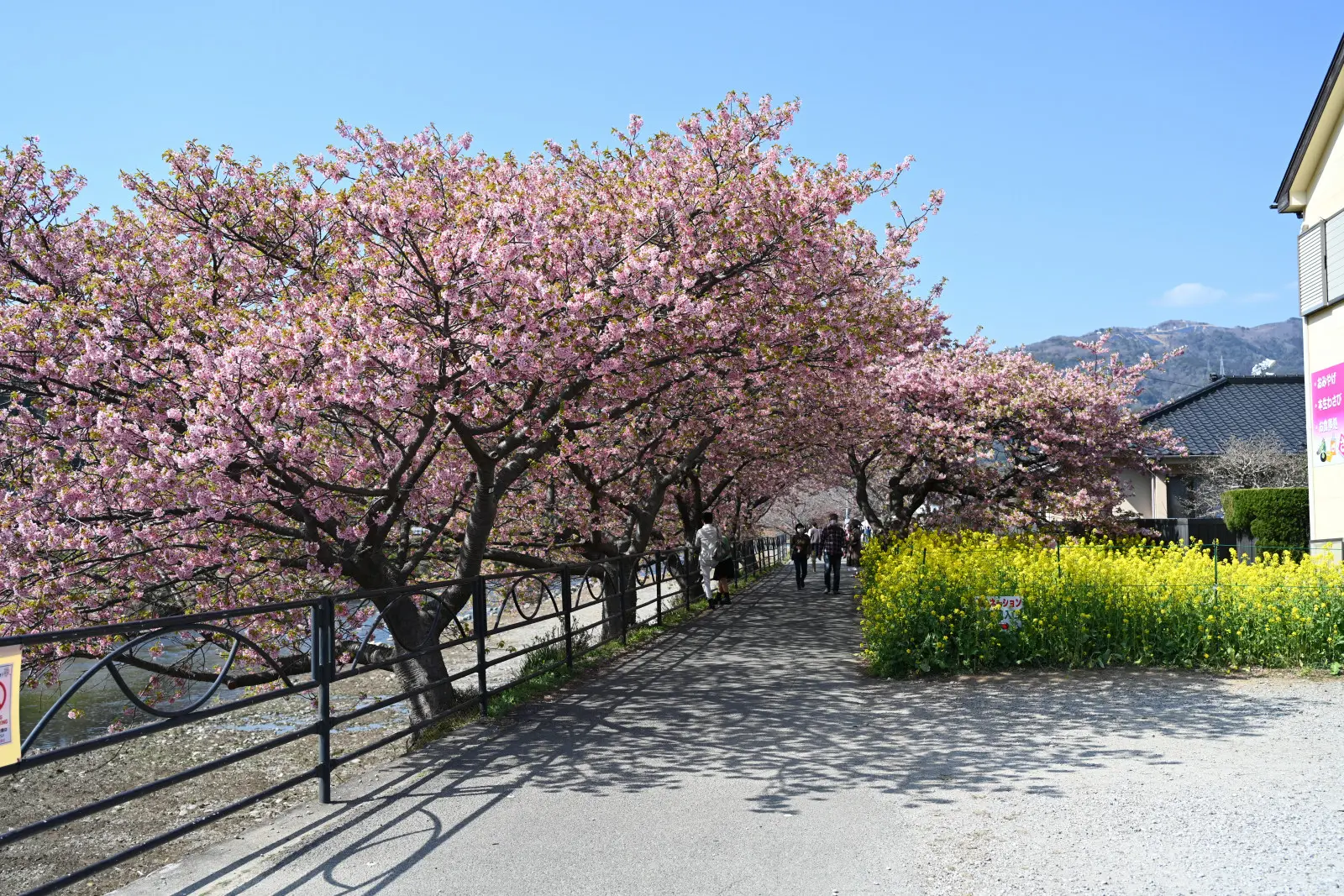 笹原公園周辺の歩道には、河津桜の木と共に菜の花も植えられている