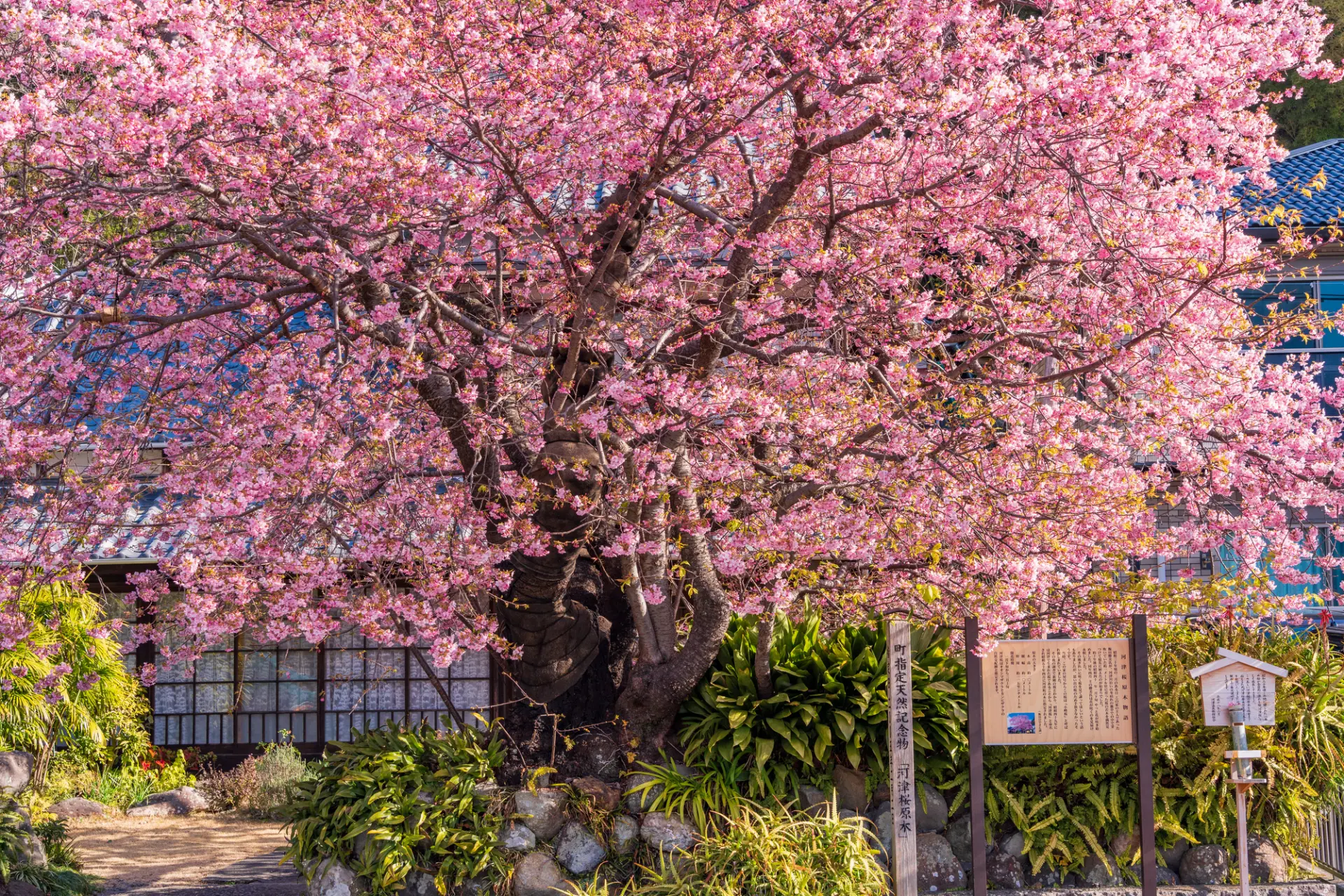 原木は、川沿いの木々よりも少し早めに開花するといわれている